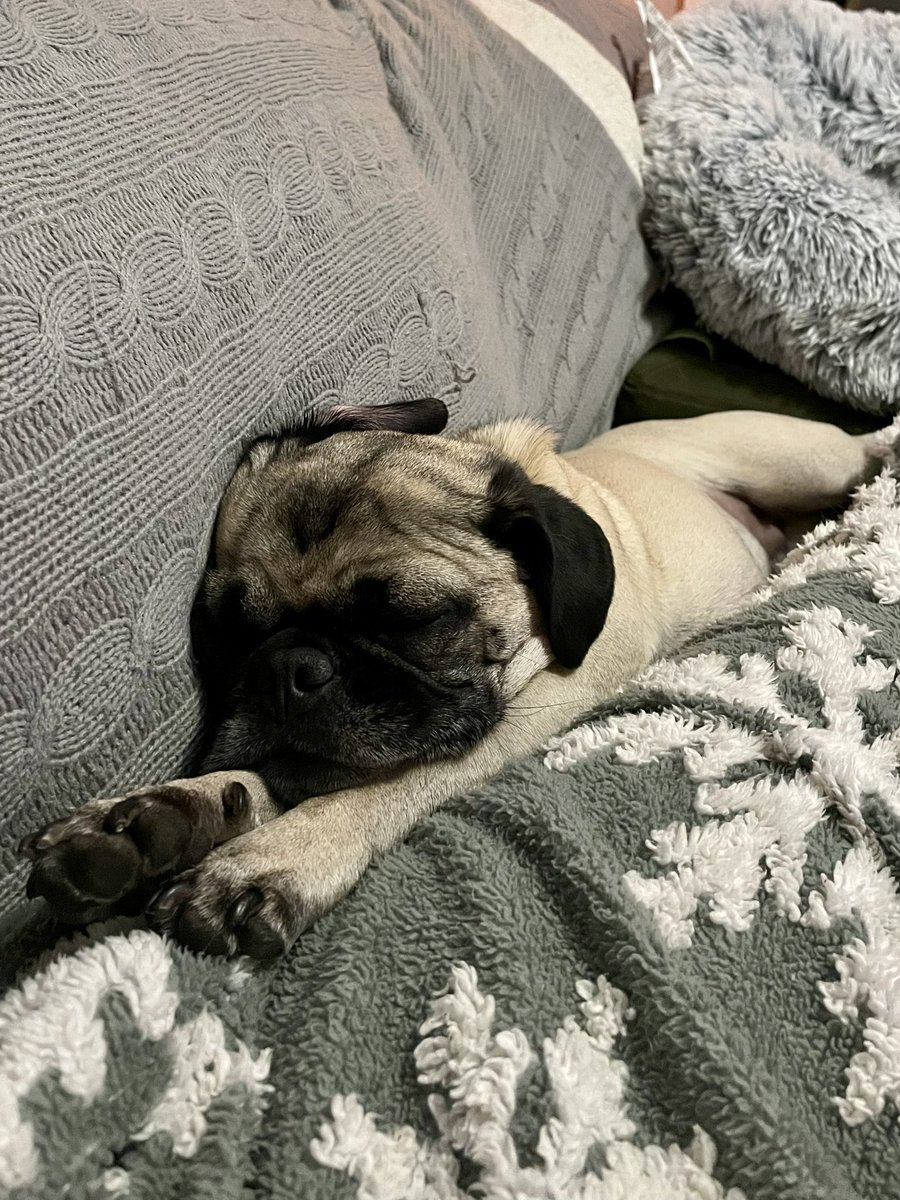 DeiselPepSkip's tweet image. It’s been a long week. TGIF! #pugs #pugsoftwitter