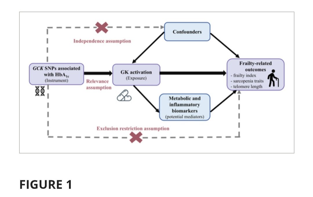 YT Cheung (@cheungyt_hk) on Twitter photo Our Mendelian randomization study provides genetic 🧬 evidence supporting the causal effects of glucokinase activation 💊 on lowering the risk of frailty 💪🏻🦵🏻.
➡️ dom-pubs.onlinelibrary.wiley.com/doi/10.1111/do…
<a href="/cuhkpharmacy/">CUHK Pharmacy</a>
<a href="/ElaineC48486251/">Elaine Chow</a> <a href="/DrAimin_Yang/">Aimin Yang</a> Our Mendelian randomization study provides genetic 🧬 evidence supporting the causal effects of glucokinase activation 💊 on lowering the risk of frailty 💪🏻🦵🏻.
➡️ dom-pubs.onlinelibrary.wiley.com/doi/10.1111/do…
<a href="/cuhkpharmacy/">CUHK Pharmacy</a>
<a href="/ElaineC48486251/">Elaine Chow</a> <a href="/DrAimin_Yang/">Aimin Yang</a>