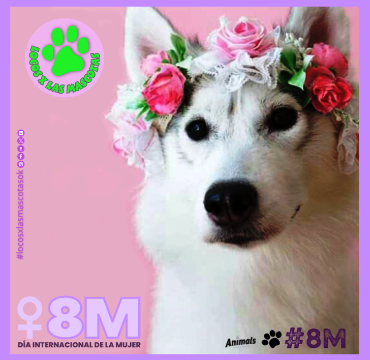 LocosMascoteros's tweet photo. 🐾💜 Feliz día #mujeres #maravillosas y #mascoteras ! #locosxlasmascotas se suma una vez más a éste #8M2025 #DiaInternacionalDeLaMujer, apoyando a las que marchan y también porsupuesto con las que no se sienten representadas. https://t.co/06i8kepRPO