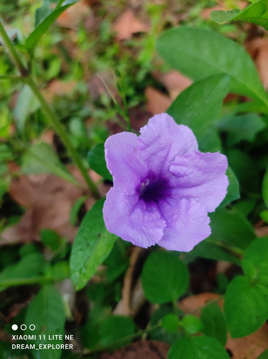 dream_explore13's tweet photo. Do you have any pictures of flowers?🌸📸
#DreamShots #XiaomiPhotography #ShotonSnapdragon https://t.co/7ZjvKSLDAT