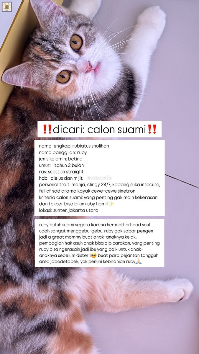 kochengfs's tweet photo. kcg! DICARI: suami untuk ruby✨

jabodetabek, preferably jakarta area karena ruby domisilinya di sunter, jakut. bantu ruby sebelum disteril ya🥹💙 https://t.co/xiGi1bxACD