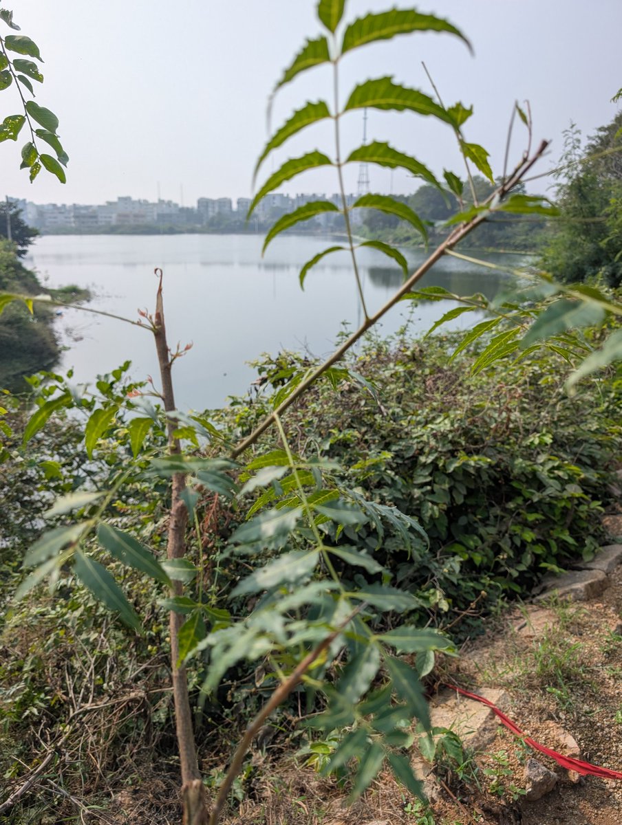 Dha3R NGO tweet media