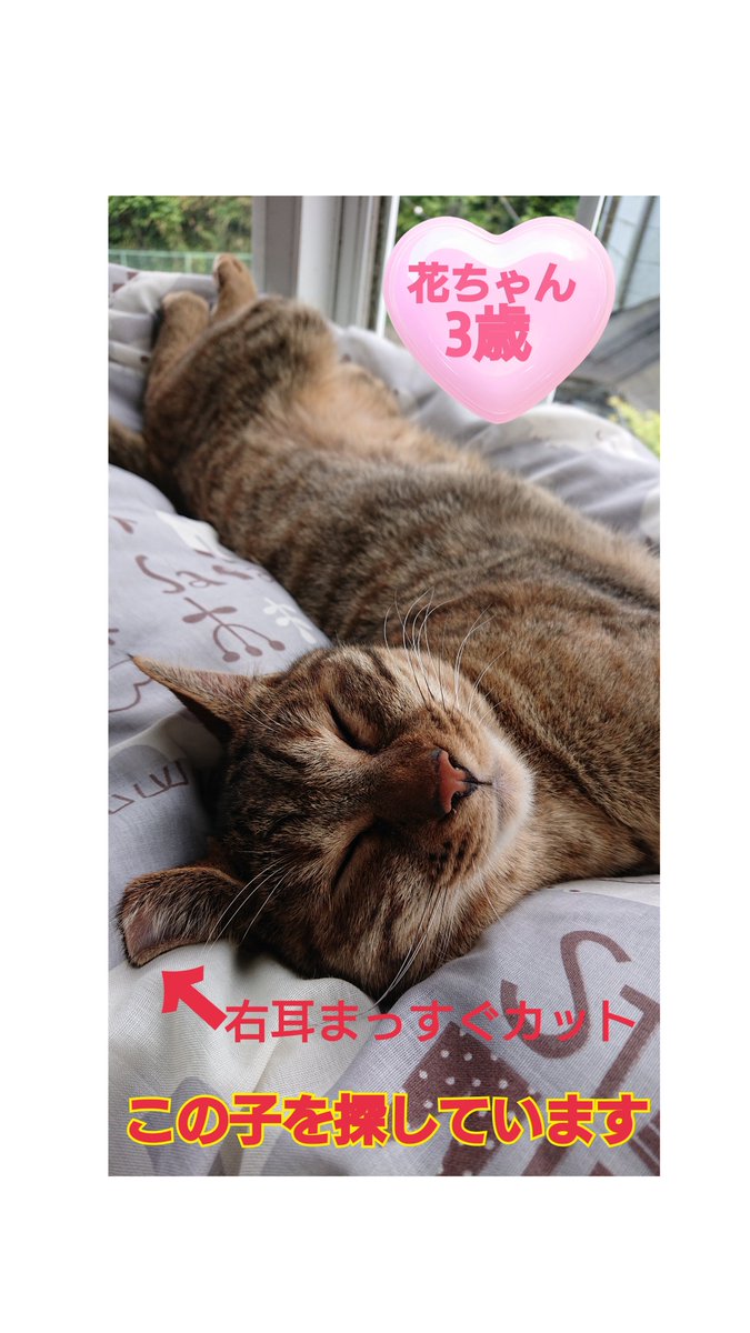 猫を探しています。花ちゃん3歳。麦わら猫または、茶系のキジトラ。尻尾だけグレー×黒の縞々模様です。2024年4月11日に 横浜市金沢区富岡東の自宅から外に出てしまい行方不明のままです。皆さまいつもありがとうございます。
#猫を探しています 
#拡散希望 
#リポストお願いします 
#横浜市金沢区