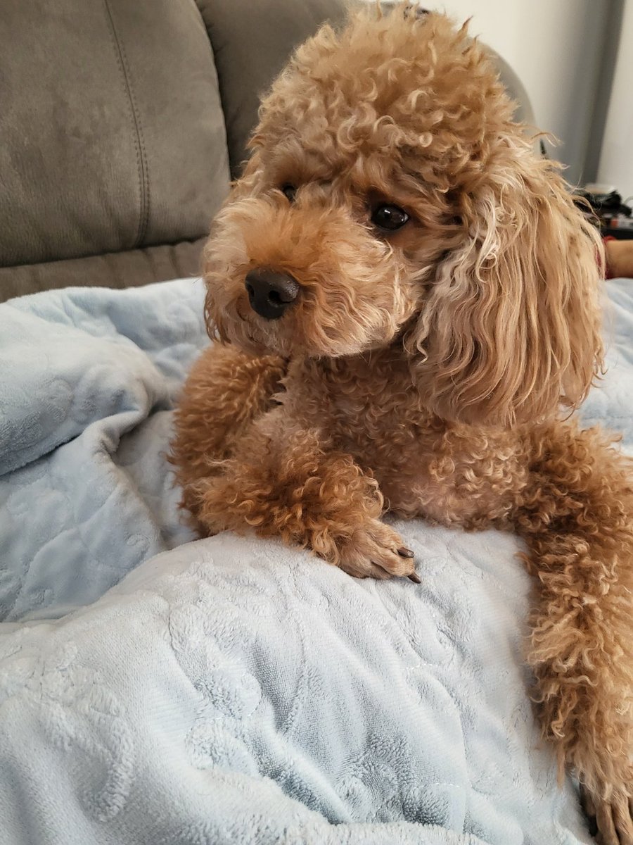 projetoyoongibr's tweet image. 📝 • Há 3 anos, em seu aniversário, SUGA compartilhou uma foto do Holly ✨

🐱: Holly é tão fofo quando se aconchega em meus braços enquanto estou deitado...
#SUGA_BDAY

HAPPY SUGA DAY
#HappySUGADay #HappyBirthdaySUGA
#SUGAOurForeverArtist
#32ndSpringwithSUGA
#AgustD #SUGA #슈가