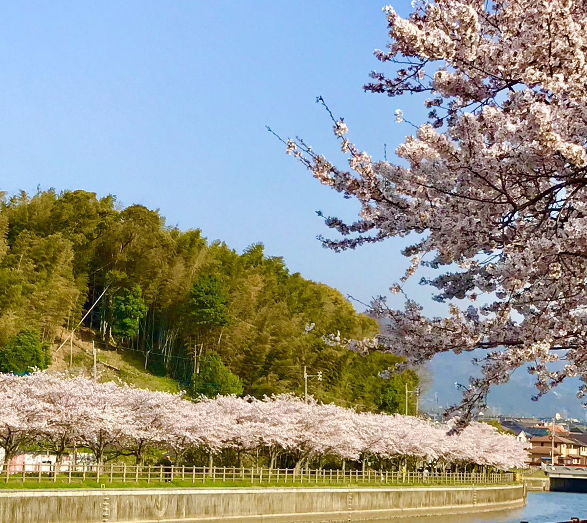 argentdeco's tweet photo. @KitakyushuLife 八幡西区の金山川です。
2018年３月30日撮影
#北九州
#桜の名所 https://t.co/rTpsEQoCvP