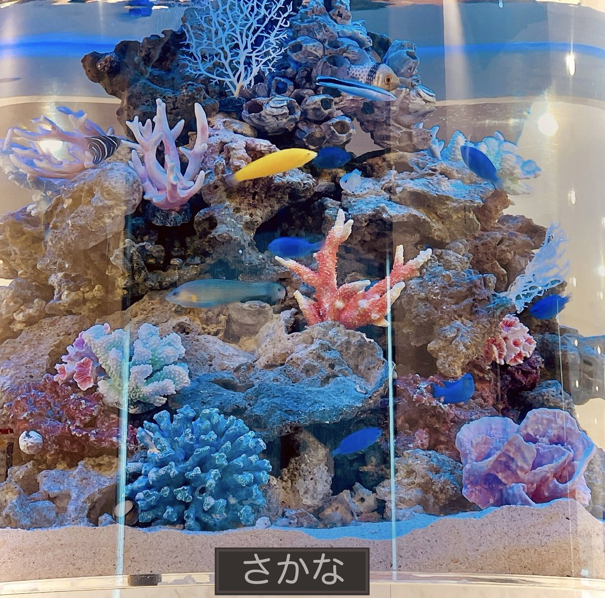 手首痛くて午前中病院😇
痛みとれた👏♡

待合室でパシャリ📸
何匹いるかな？🐟✨