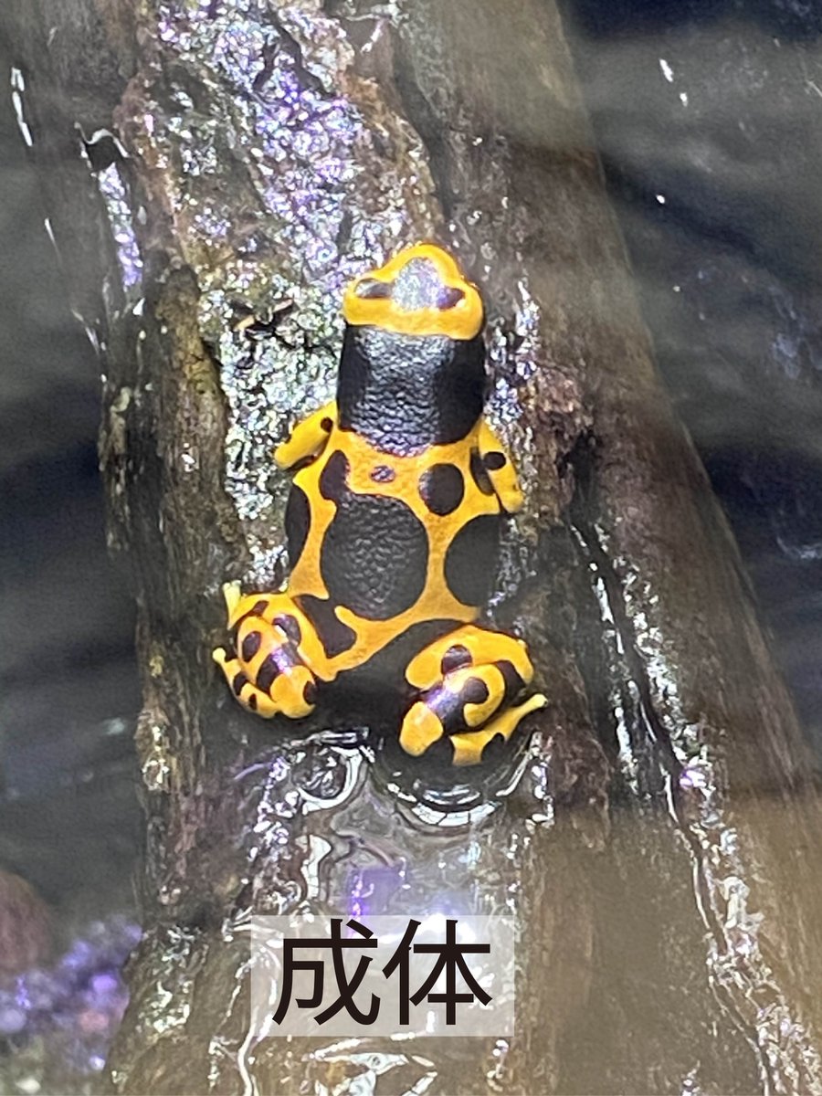 上野動物園［公式］ on X