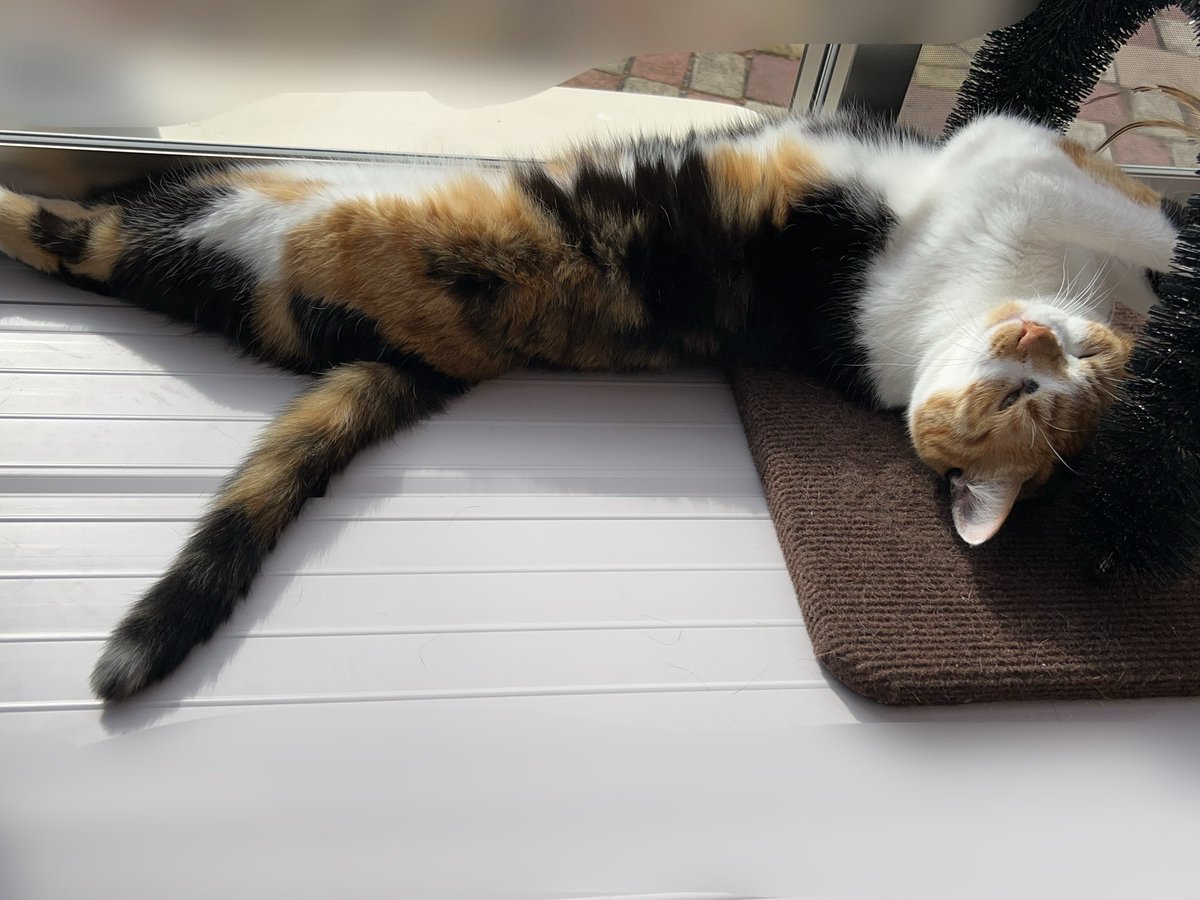 baninyan's tweet photo. 日向ぼっこ〜☀️🐱☺️

 #猫のいるくらし  #猫の日常  #猫のいる生活  #麦 https://t.co/nTRG030F34