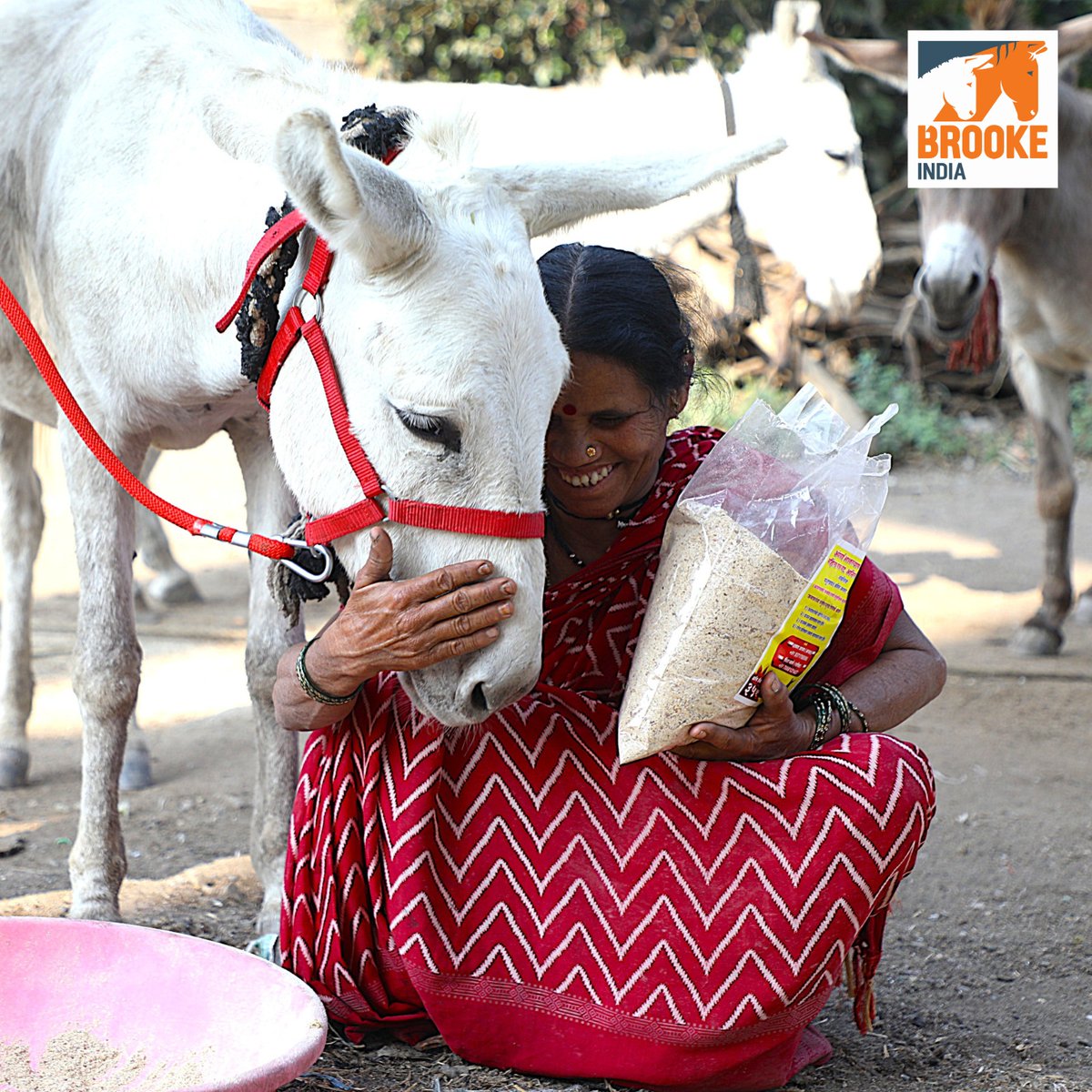 This #InternationalWomensDay2025 , we celebrate Nirmala from Solapur, who shares a deep bond with her donkeys. As part of Brooke India’s Women Equine Welfare Group, she co-manages a Balanced Feed Unit, helping women provide nutritious feed for equines in brick kilns.
<a href="/womensday/">Women's Day</a>
