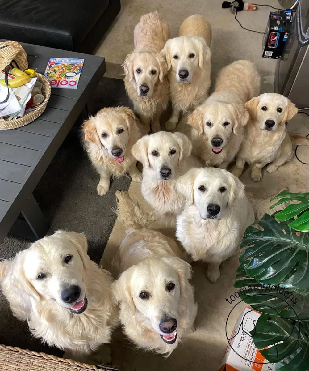 Puppies 🐶 (@puppiesiover) on Twitter photo 