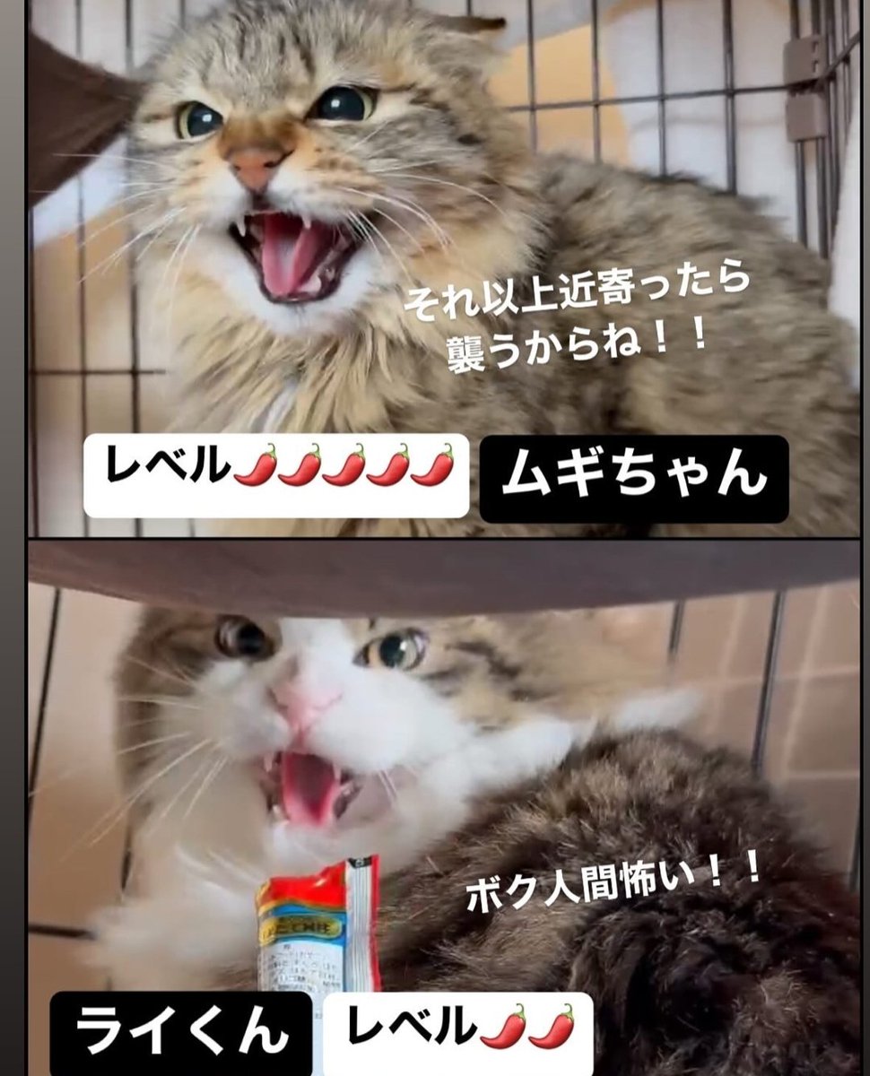 mappi2506's tweet photo. チラシが良すぎるww https://t.co/1e8tqckSl1