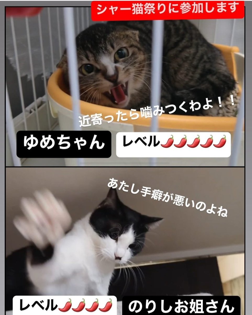 mappi2506's tweet photo. チラシが良すぎるww https://t.co/1e8tqckSl1