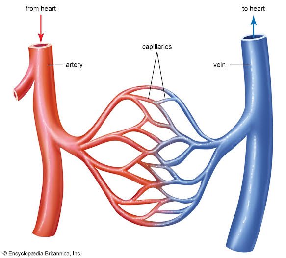 HorizonWalkerr's tweet photo. Shoulder sesh to beans! Vein + artery + face reveal

A 🧵thread for #shtwt https://t.co/ke5GJVZWze