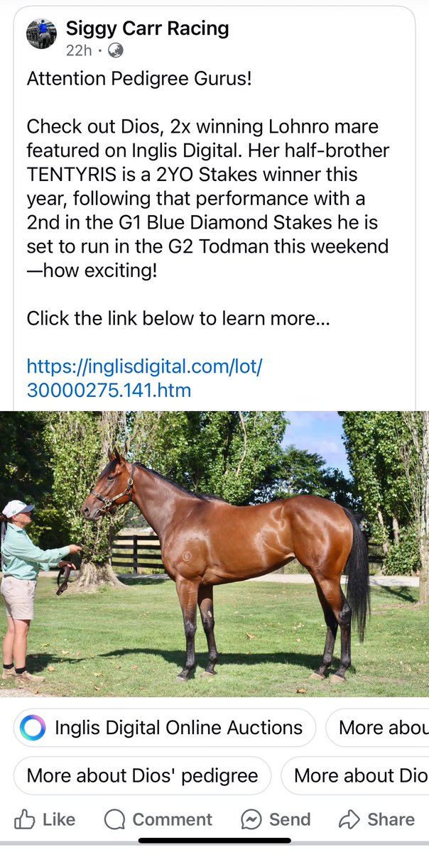 3 Weeks ago she was a Class 2 mare just going through motions getting ready for a return to racing… Now, she’s sister to the 2nd favourite in the Golden Slipper and she’s for sale!!!