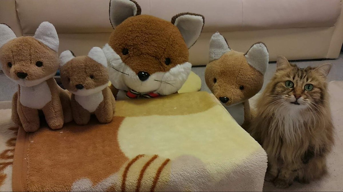 ojm52811's tweet photo. 【チャコマロンちゃん写真集①】
20年間ずっときつね一家と仲良く暮らしてきたチャコちゃん。きっと自分のことをきつねのぬいぐるみと思っています😺 https://t.co/vLkUfQUT4b