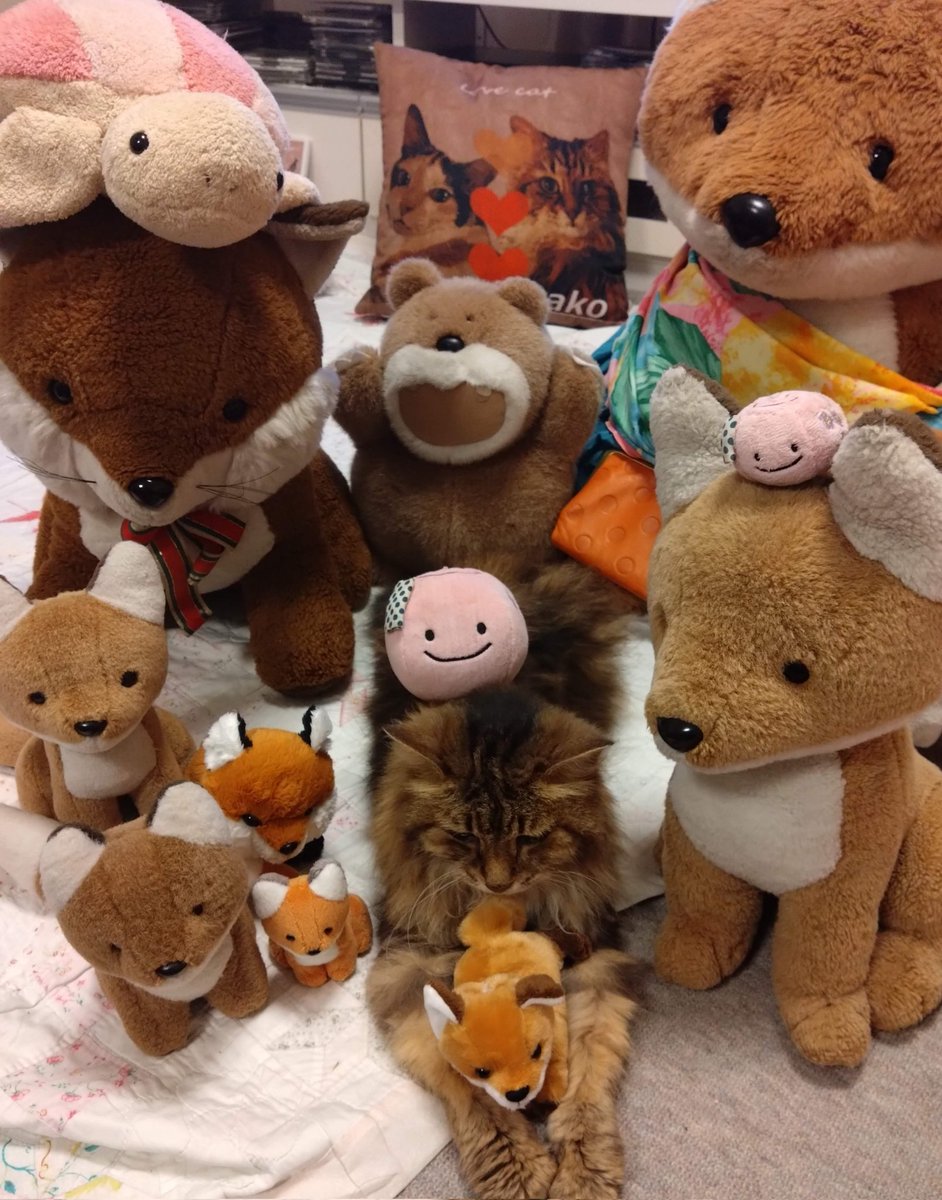 ojm52811's tweet photo. 【チャコマロンちゃん写真集①】
20年間ずっときつね一家と仲良く暮らしてきたチャコちゃん。きっと自分のことをきつねのぬいぐるみと思っています😺 https://t.co/vLkUfQUT4b