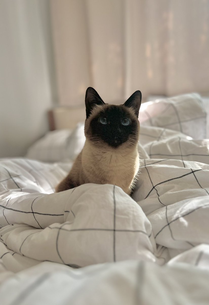 ВЗРОСЛЫЙ КОНТЕНТ tweet media