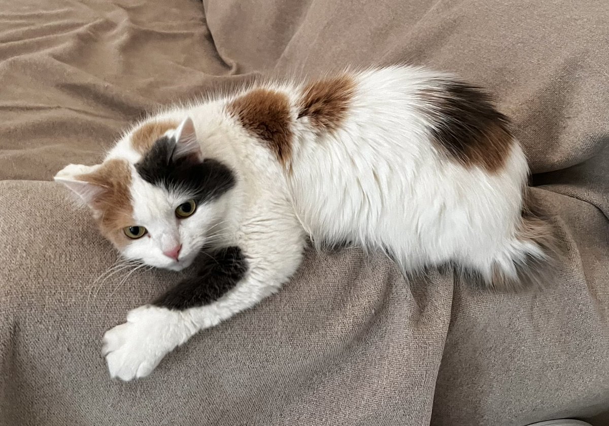 ВЗРОСЛЫЙ КОНТЕНТ tweet media