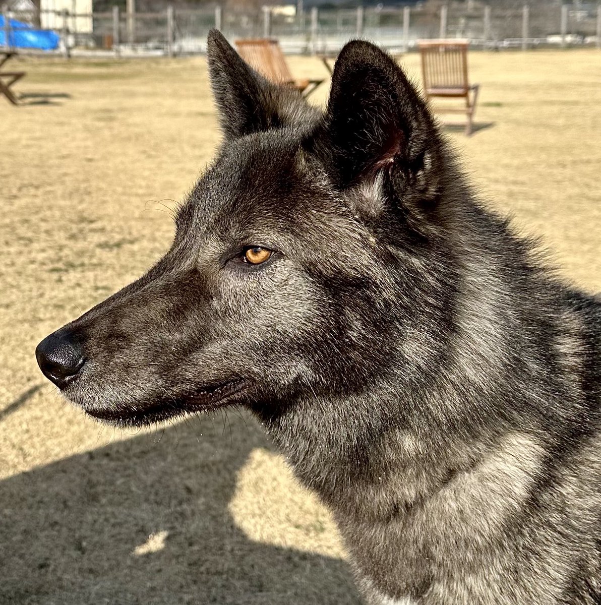 進化しました🐣