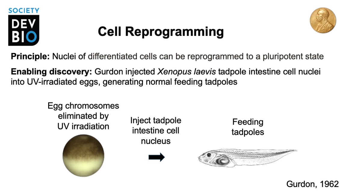 Society for Developmental Biology (@socdevbio) on Twitter photo Developmental biology research leads to fundamental discoveries for biomedical research. Cell Reprogramming. Gurdon 1962. PMID: 13951335. Oocyte image by Brandy Walker and Amaya Moss <a href="/rkmille/">🐸Rachel🐸Miller🐸</a> . Tadpole line drawing from <a href="/Xenbase/">Xenbase</a> . <a href="/SocDevBio/">Society for Developmental Biology</a> 1/12 Developmental biology research leads to fundamental discoveries for biomedical research. Cell Reprogramming. Gurdon 1962. PMID: 13951335. Oocyte image by Brandy Walker and Amaya Moss <a href="/rkmille/">🐸Rachel🐸Miller🐸</a> . Tadpole line drawing from <a href="/Xenbase/">Xenbase</a> . <a href="/SocDevBio/">Society for Developmental Biology</a> 1/12