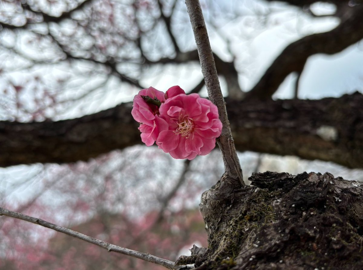 jkess38's tweet photo. 梅の花がとてもきれいです。🎈😊 https://t.co/gdVlrOR1U8