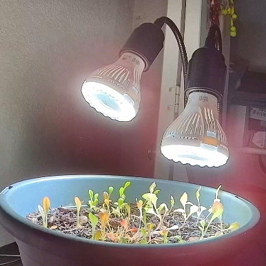 BiscuitsGravy's tweet image. Lettuce medley growing indoors during a #Colorado winter. #MeteorologicalSpring is a three-month period from March 1–May 31 that marks the transition from cold to warm weather. #COwx