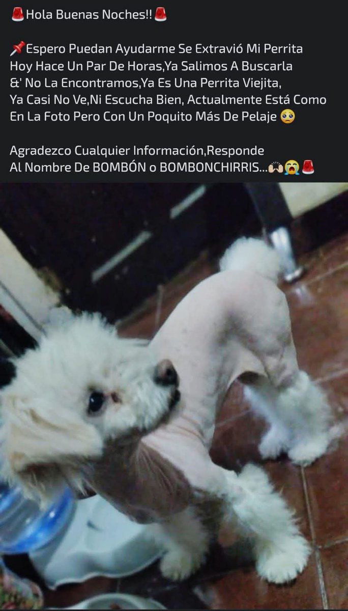 Reporperros's tweet photo. @med_mixcoac #perroperdido #extraviado @PrrosPerdidosMX  @PerritosCDMX @PerdiDogsMx #Mixcoac #AlfonzoXIII #AlvaroObregon #BenitoJuarez  #Nonoalco  inf Zona Mixcoac, teléfono de contacto:  55- 51-95- 73- 49. https://t.co/je3FjjsdGT