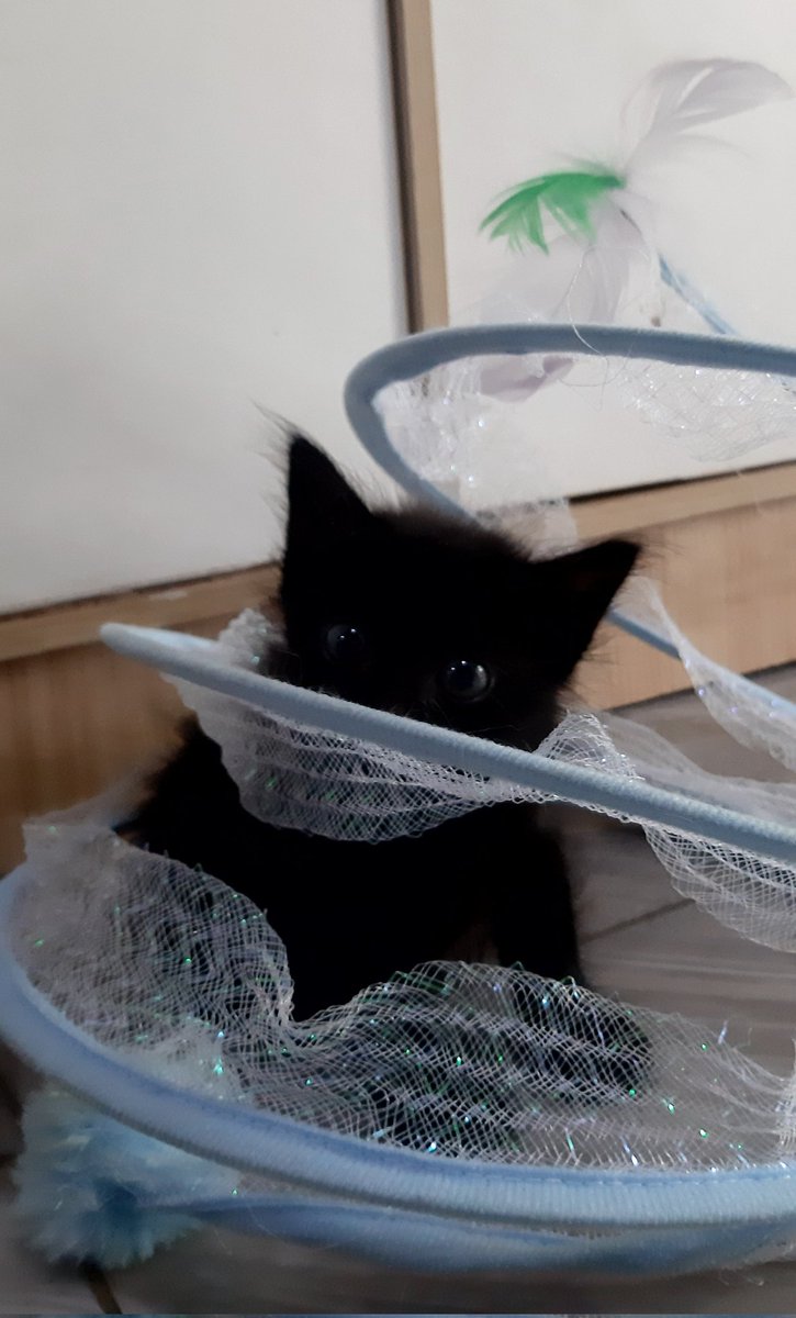 gforgea's tweet image. CILUK .... BAAAA 💕