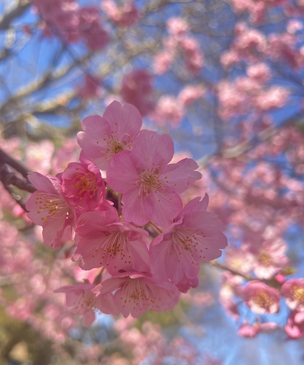 HIIRO_ISHIBASHI's tweet photo. ��わいい🌸 https://t.co/NatEZHmBje