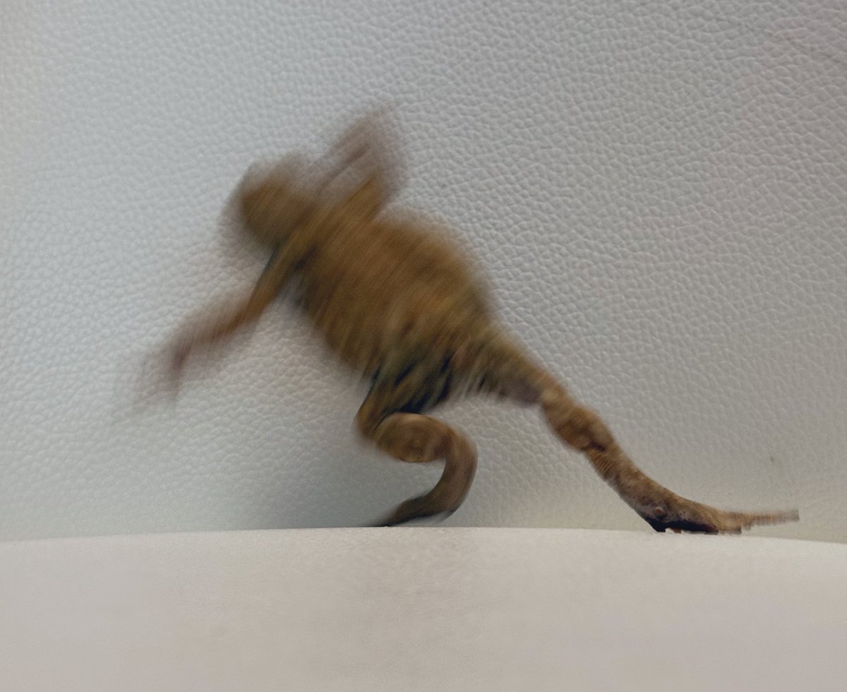 かっこつけちゃみたん