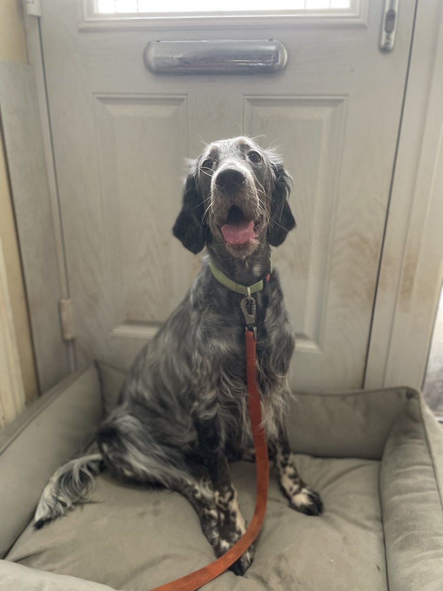 funusual's tweet image. Was up at 4 this morning to see off Tony and these two darlings to #Crufts It’s Gundog day - the best day. Photos taken yesterday before their trip to the groomers. Tempted to go back to bed for a bit