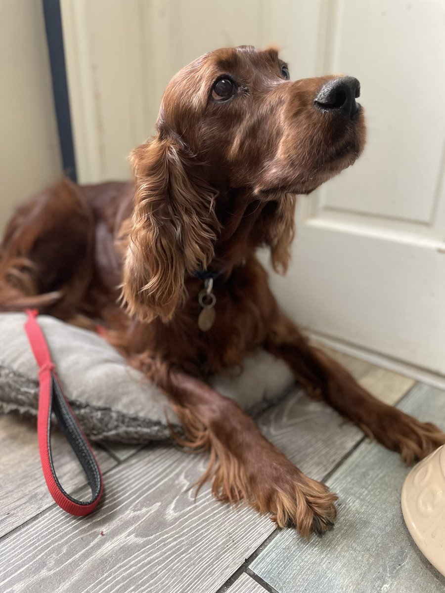 funusual's tweet image. Was up at 4 this morning to see off Tony and these two darlings to #Crufts It’s Gundog day - the best day. Photos taken yesterday before their trip to the groomers. Tempted to go back to bed for a bit
