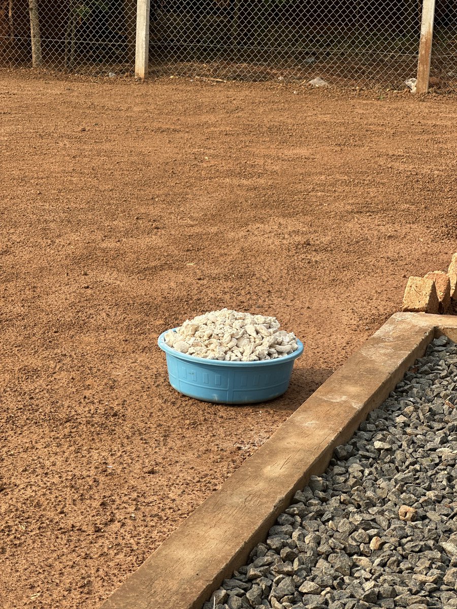 PAU_Uganda's tweet photo. ‘Our desire is to have our products sold outside Buliisa’ said Mr. Agenoga, the Chairperson of Ngwedo Millers Association (NMA) in Buliisa district.

NMA is an outcome of the livelihood improvement projects for project affected persons whose land was acquired for the projects.  

 The maize milling plant is used by 3000+ households to grind cassava chips into high quality flour. 

This initiative contributes to enhancing food security, boosting household incomes, and also completes the agriculture value chain by enabling the community add value to the cassava, and package a market ready product. 

Mr. Ernest Rubondo engaged with the NMA as part of his ongoing supervisory visit to the Tilenga Project activities.

#PAUOilVisit #UgOilJourney #CreatingLastingValue
