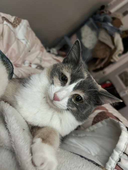 Catspoint1's tweet photo. The face of a special baby who was hissed at moments ago https://t.co/ejcrw15joT