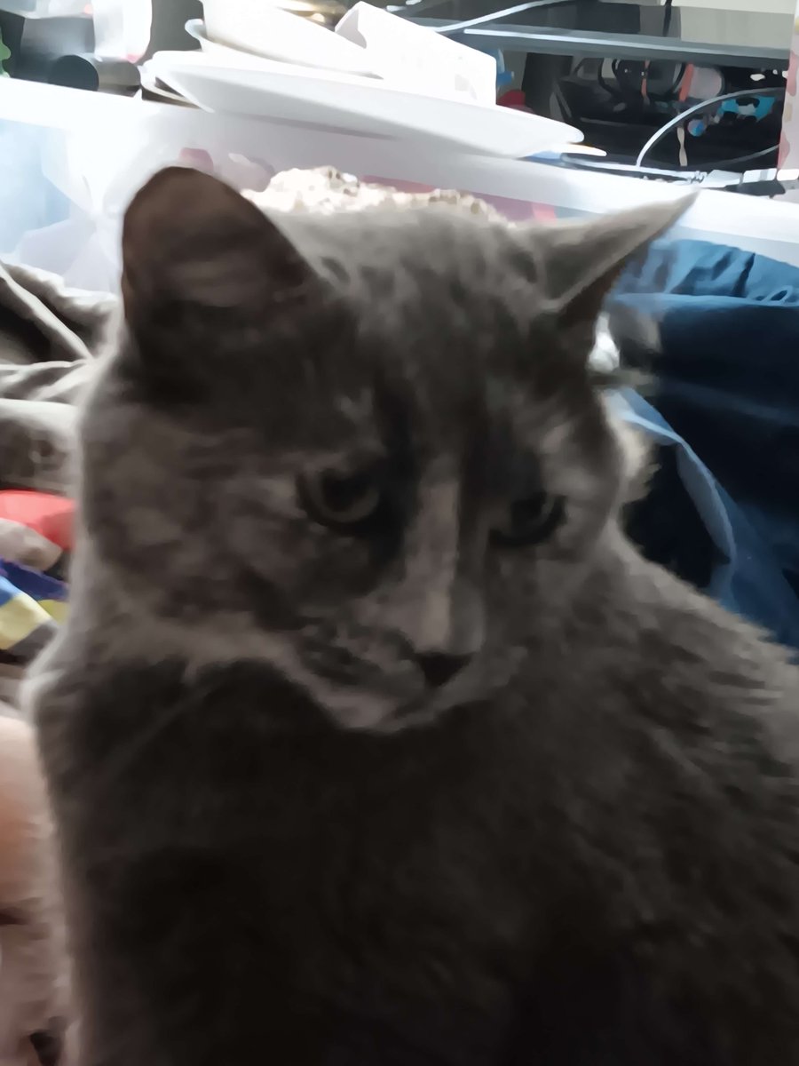 Nocaloriekitty's tweet photo. thinking about eating,,, should just die :/ https://t.co/6RvnU2qAe9