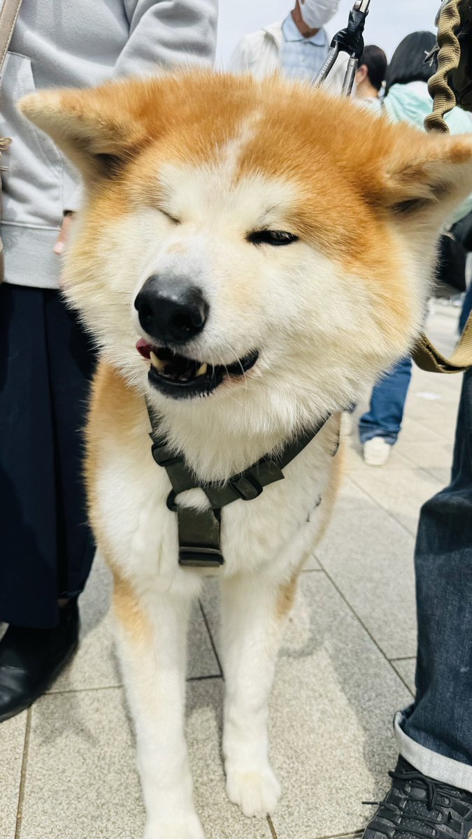 【お知らせ拡散お願い】
昨年から開催したわんわんフェスが今年は3日間になりました。陰陽商店は出店参加します✨
・日程 4/11(金) 12(土) 13(日)
・日時 10時〜18時
・場所 上野公園噴水広場
かわいいわんちゃん大集合！
instagram.com/p/DG59atAygZA/…
#ウエノデワンワン
#上野南大門町陰陽商店 #陰陽商店