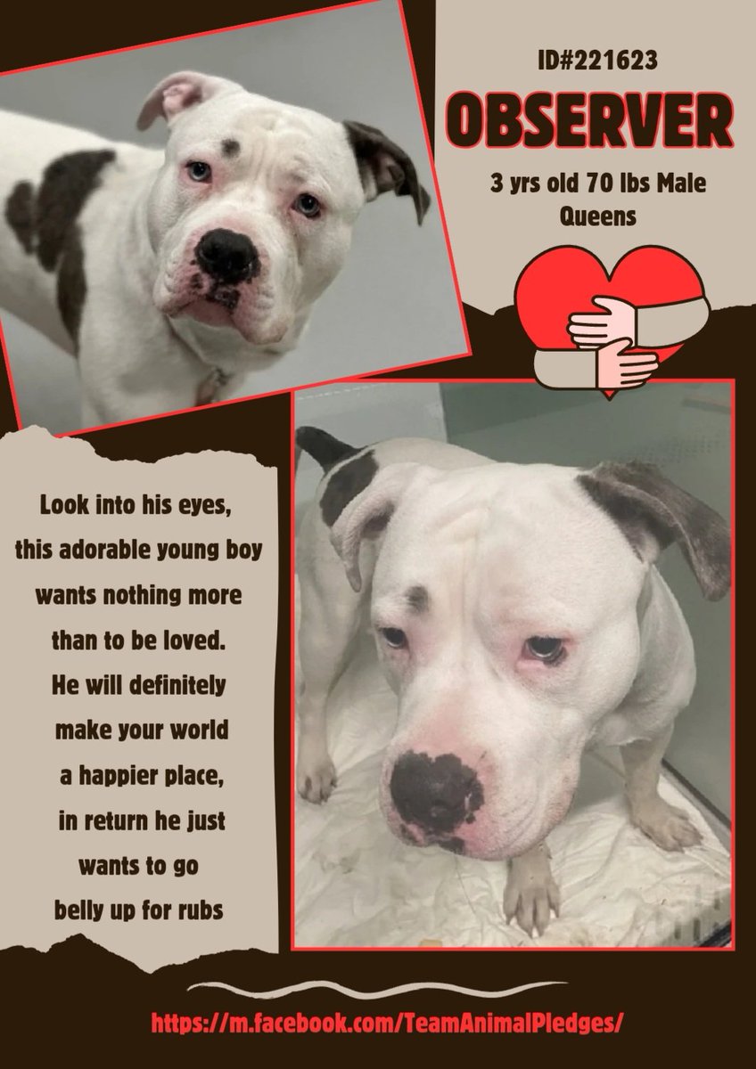 anja_brckner3's tweet image. #Observer is not the #bigbrother kind of #dog he's just watching out for #bellyrubs ❤️ 
He's a #NewIntake at #NYCACC #Queens and looking for his #people ❤️
 
Meet  this young #boy and make him #happy again ❤️
Please #foster or #adopt  #Pledge4Rescue 🙏🏻

nycacc.app/#/browse/221623