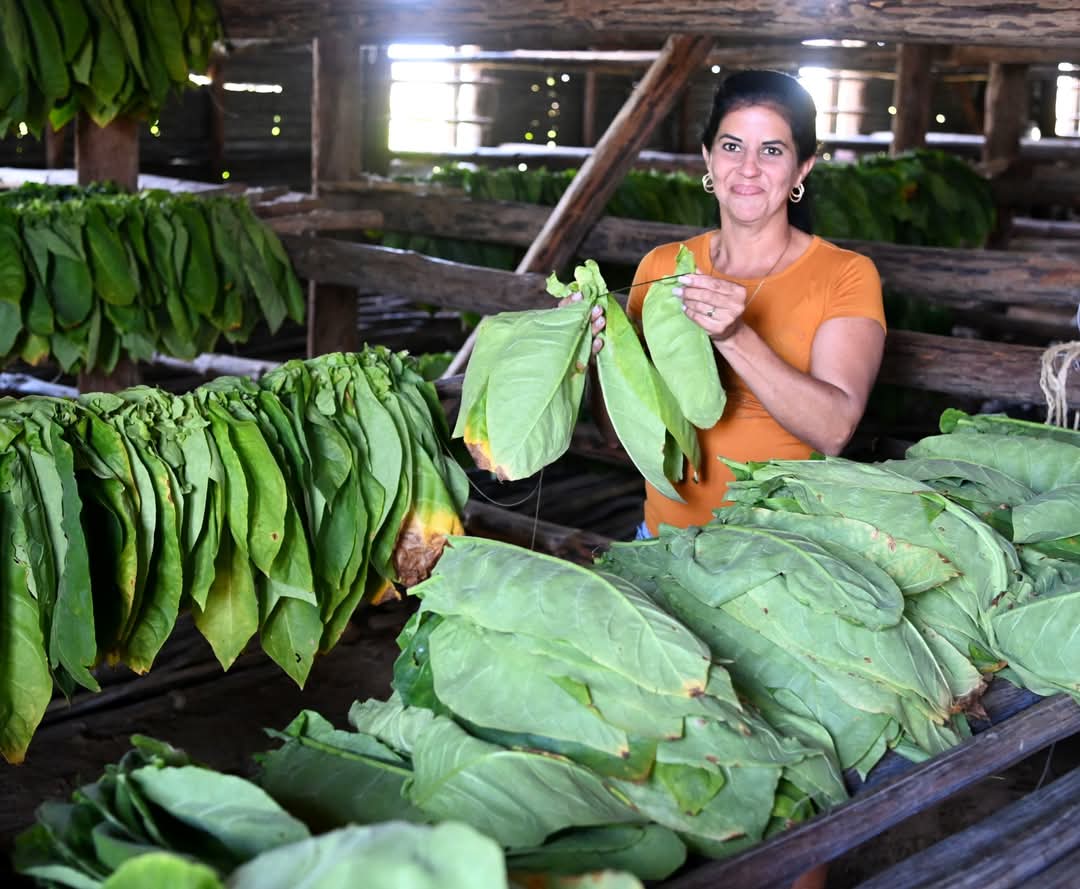Feliz día internacional de la mujer. Nuestro reconocimiento y admiración para las que están en la primera línea, aportando al desarrollo de la sociedad en tiempos tan complejos. #ElLegadoDeVilma está presente.  #Cuba #PinardelRío