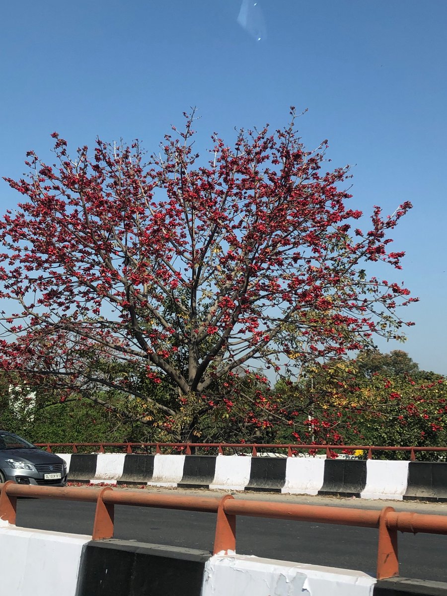 Manjula Harikrishna (@manjulaharikri2) on Twitter photo Somewhere in #Delhi 
Learned about these beautiful flowers today! Somewhere in #Delhi 
Learned about these beautiful flowers today!