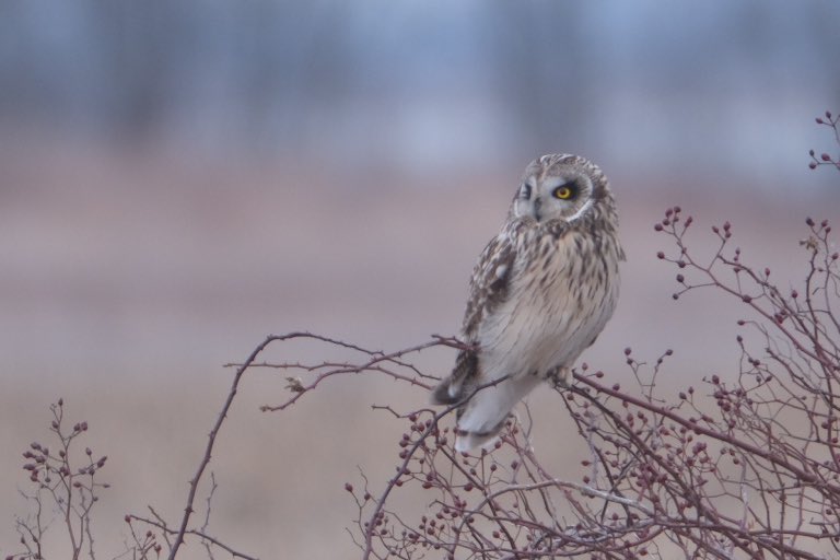 KerrieWilcox10's tweet photo. I forgot something at my office and went to pick it up at dusk last night  -look who I spotted at the side of the road!! A Short-eared Owl. #alwaysbringyourcamera https://t.co/Sjl29QTwxJ
