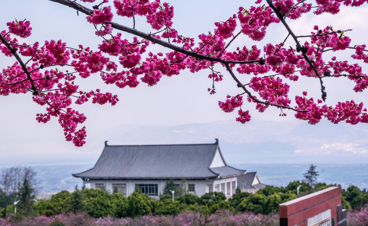 大理的sakura开了🌸