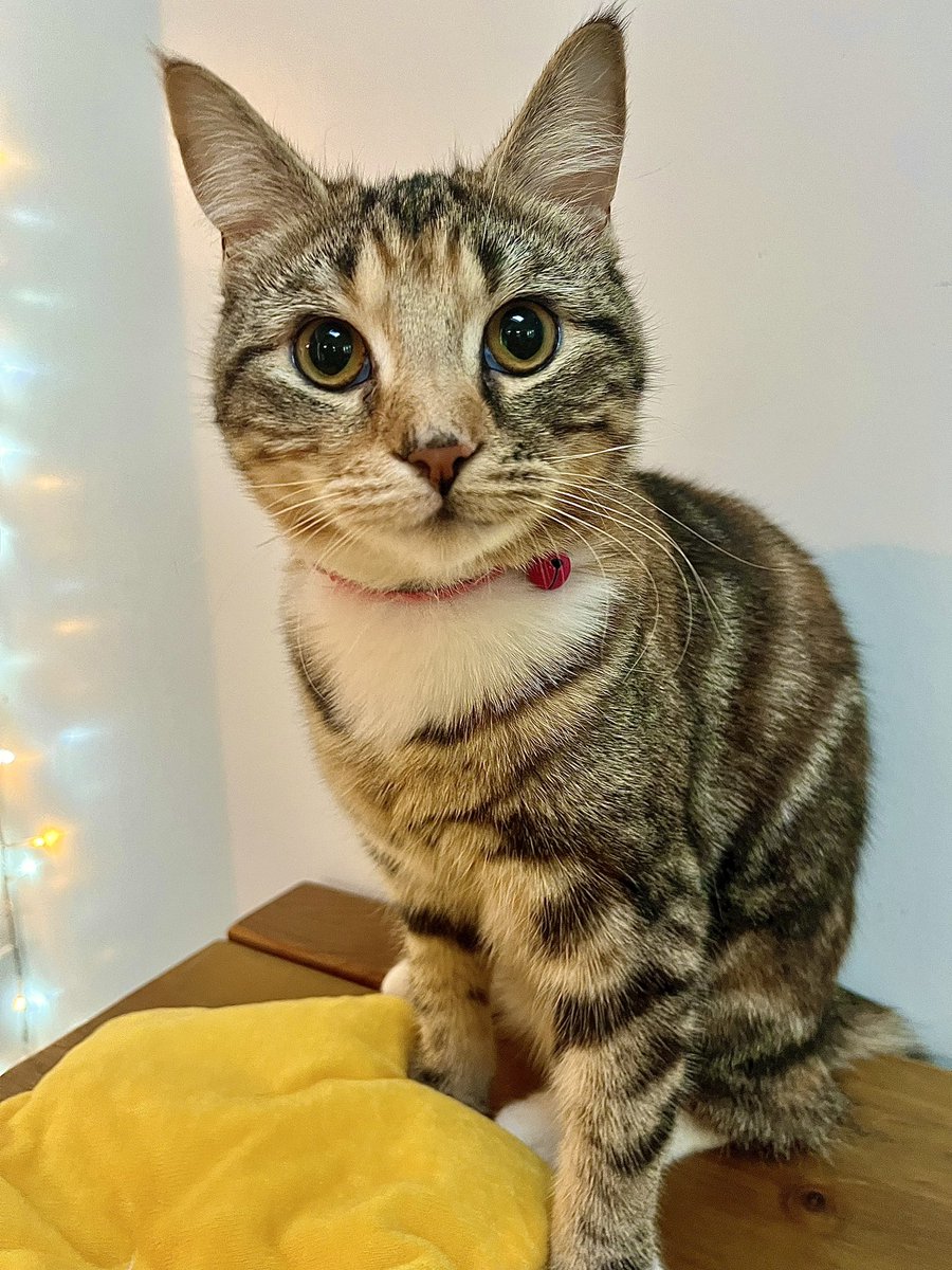 Malcolm_theCat's tweet image. Friends! It’s #InternationalWomensDay today. Please celebrate the women and girls in your household and appreciate them for how wonderful they are. More than ever now, we must speak up and support women around the world. Our feisty little Cleo agrees. Please share ❤️ and have a…