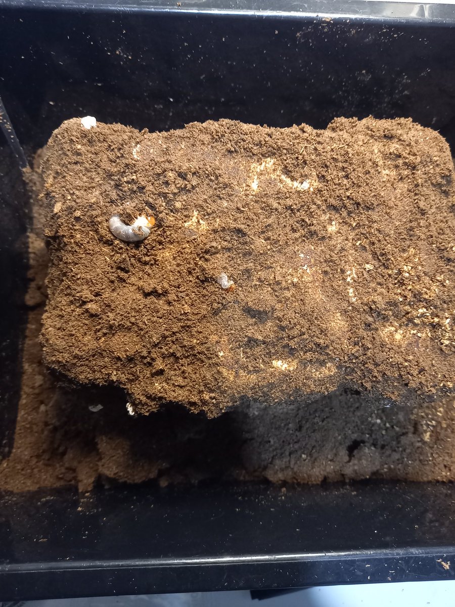 ニジイロクワガタ 12月8日

菌糸ブロックブッコミセット

周りのマットだけで既に24匹

ブロックは手を付けずボトル30本

注文だ。