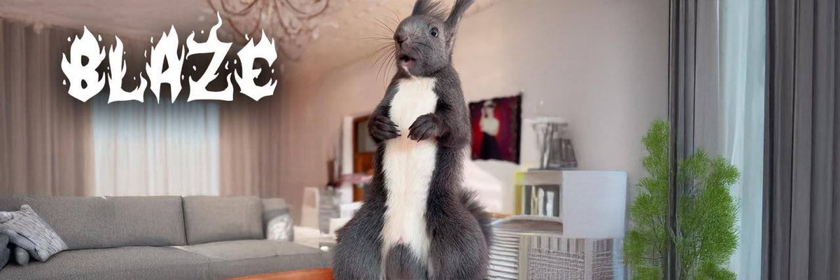 newlifeorbust's tweet image. Yep, GM. Check this squirrel out. 

22ipKuscKiufBCGaqQSqUMDdW2YUCGVytNfkYmS8pump