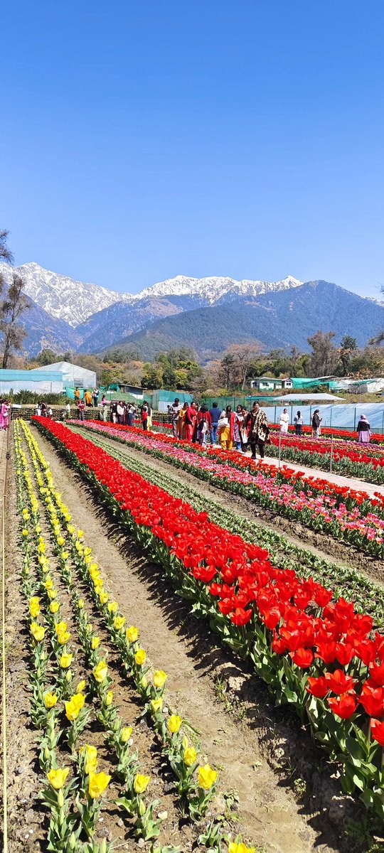 BeingHimachali's tweet photo. Tulips in Palampur with the Dhauladhars in the backdrop. 🌸 https://t.co/T9nb5kw5b5