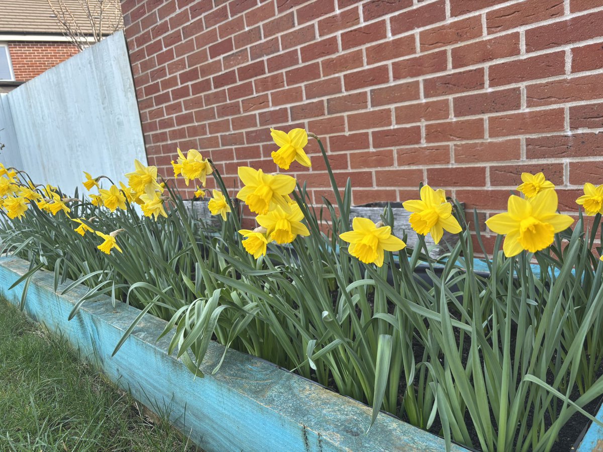 Good morning #edutwitter - spring has definitely sprung in my garden! Nothing fills you with optimism more than birds tweeting, chilly sunshine, a coffee in hand and a book order on the way - happy Saturday! #SaturdayMorning #SaturdayVibes #Wellbeing #DailyGratitude