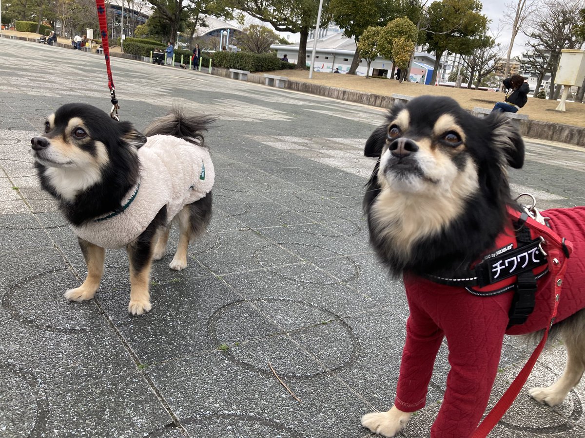 今日の規格外にデカくなった小型犬だらけオフ会！
チワワさん、トイプードルさん、ポメラニアンさんが来てくれたよー！
僕よりでっかいチワワ兄弟！！！