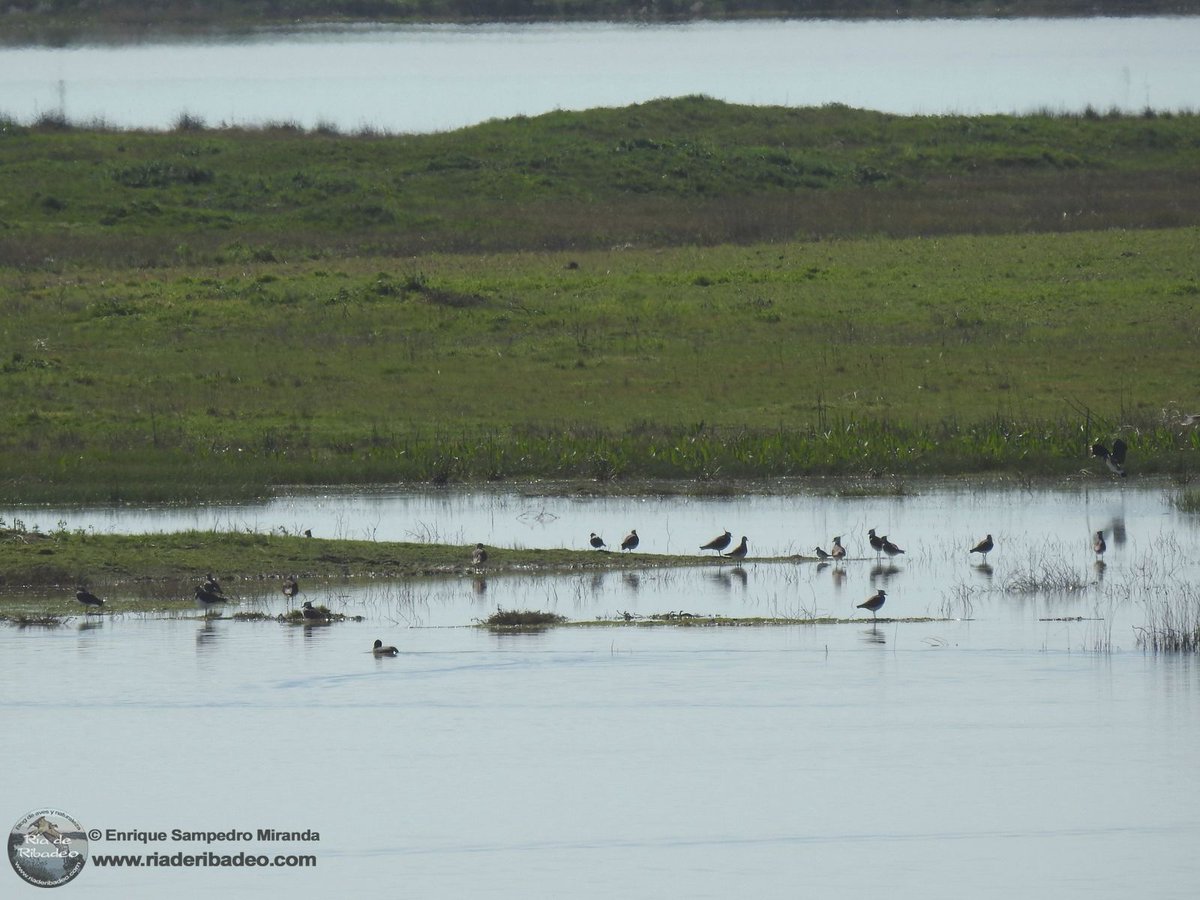 Lagunas de La Nava (Palencia) y Villafáfila (Zamora). Dos de los mejores humedales del interior peninsular para la observación de aves. No te pierdas la última entrada del blog con toda la información de mi reciente visita por allí.
riaderibadeo.com
