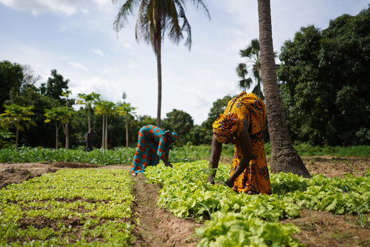 Shambahubltd (@shambahubltd) on Twitter photo This #InternationalWomensDay, we honor the hardworking women transforming agriculture & feeding communities. At <a href="/shambahubltd/">Shambahubltd</a>, we remain committed to empowering women through training, resources & support.
#shambahubltd #empoweringfarmers #Agriculture
#agtech This #InternationalWomensDay, we honor the hardworking women transforming agriculture & feeding communities. At <a href="/shambahubltd/">Shambahubltd</a>, we remain committed to empowering women through training, resources & support.
#shambahubltd #empoweringfarmers #Agriculture
#agtech