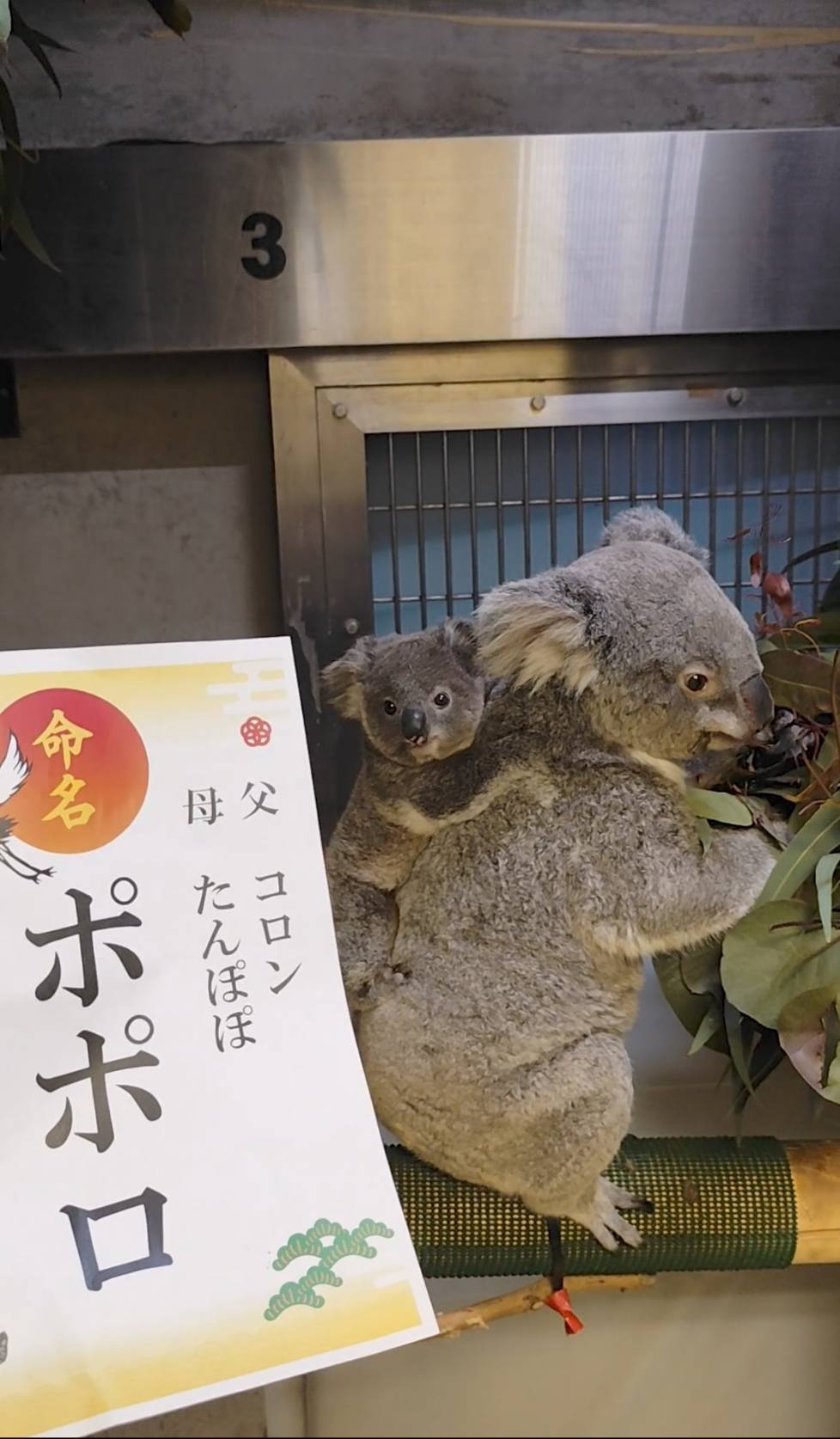 【コアラさま専用】 横浜市立金沢動物園【公式】 on X: 